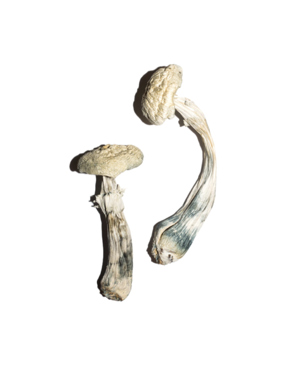 Buy Avery’s Albino Magic Mushrooms